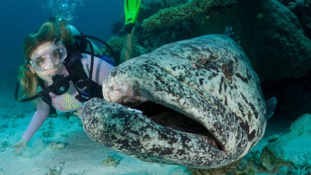 The giant tame potato cod have gained an international reputation.
