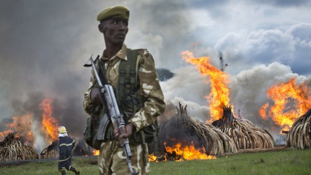 A ranger from the Kenya Wildlife Service (KWS) stands guard as pyres of ivory are set on fire in Nairobi National Park, Kenya.
