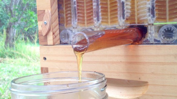 The Flow Hive taps into the hive and drains honey, without having to stress out the bees.