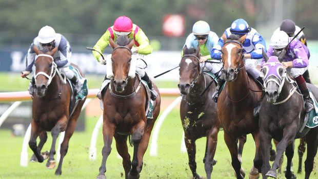 Heading for home: Noel Callow steers Montoya's Secret to victory in the Vinery Stud Stakes at Rosehill on Saturday.