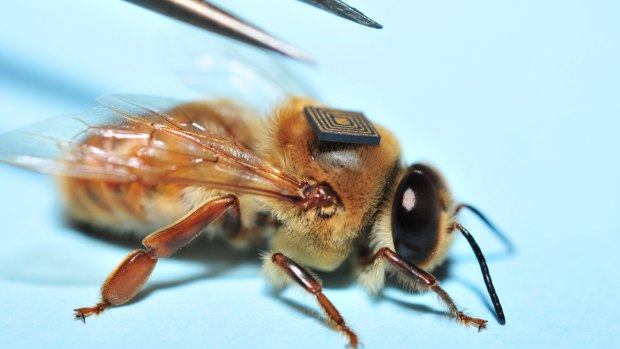 A drone honey bee with an RFID tag.