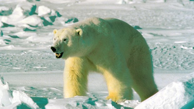 Shrinking habitat: Conservationists have grave fears for the world's polar bear subpopulations.