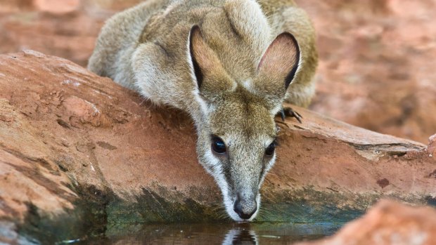 A north Queensland wallaby was allegedly stomped and punched to death.