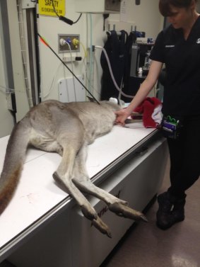 The female eastern grey kangaroo is now in recovery with her two-month old joey.