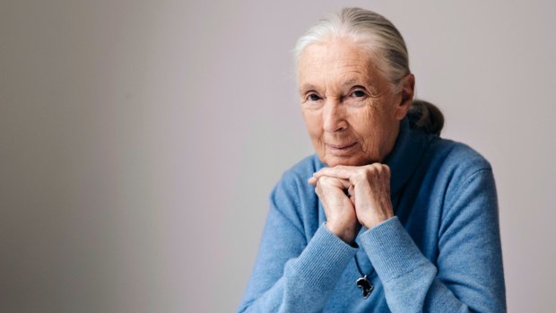 British primatologist, ethologist, and anthropologist Jane Goodall in New York earlier this month to promote the Disneynature film, 'Born in China'. 