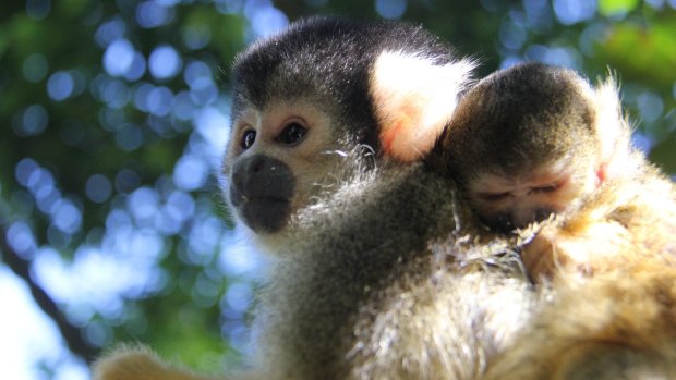 The new baby squirrel monkey Julio, with mum Lena.