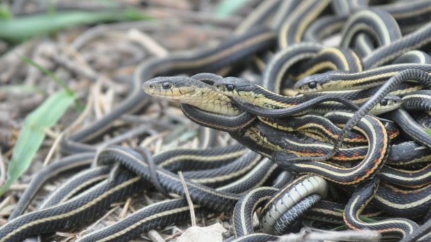 A female red-sided garter snake is surrounded by multiple males trying to mate with her in a huge mating aggregation in Manitoba, Canada. Credit: Christopher Friesen