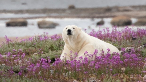 A polar bear rolling in summer wildflowers in Hudson Bay, Manitoba, Canda.