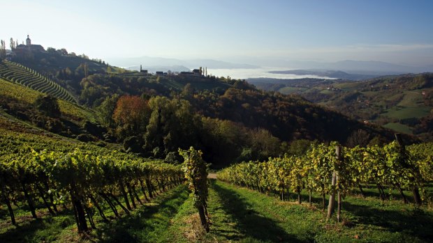 A vineyard in southern Styria.