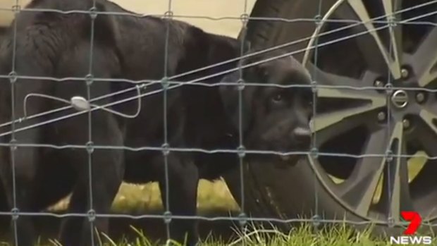 The Curry's black labrador was found by a neighbour distressed and roaming the streets late on Monday afternoon.