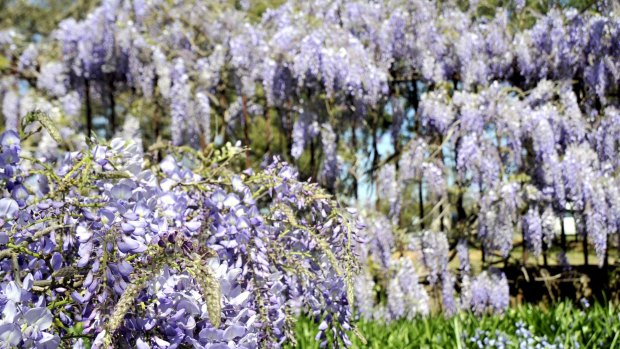 The Cumberland Gardens in Parramatta are a riot of colour in spring as the cottage gardens flower and wisteria trees bloom. 