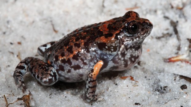 An image of a frog named <i>Uperoleia mahonyi</i>, named after the photographer's father, Newcastle University researcher, Michael Mahony.