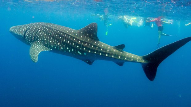 Whale sharks in Ningaloo reef.