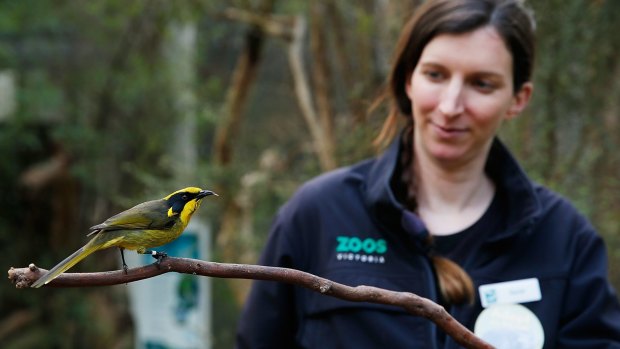 A Helmeted Honey Eater at Healsville Sanctuary being fed by keeper Sarah Carter.