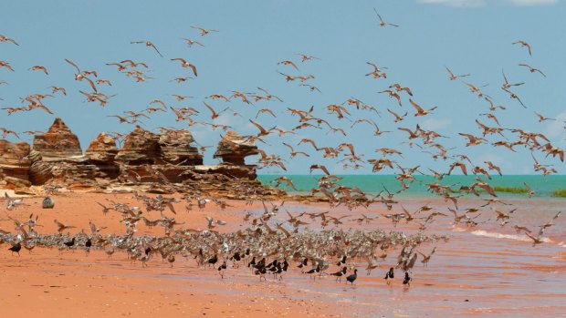 Shorebirds at Broome Bird Observatory.