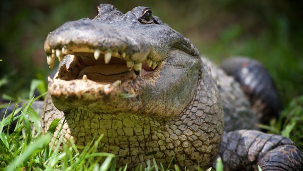 A woman is in a critical condition after the alligator attack in Florida.