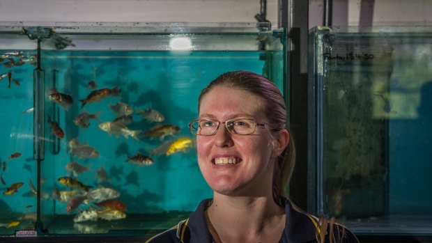 The department of primary industries has ruled out a vaccine for ornamental carp like these, so koi in backyard ponds could possibly be affected by the introduction of the herpesvirus. PIctured Melissa Gray, manager Jem Aquatics. 