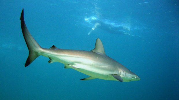 Dusker shark in Sydney Harbour with swimmer.