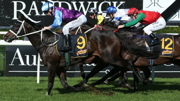 Extra motivation: Master trainer Chris Waller is hoping Rugged Cross (left) can win the Hawkesbury Cup.