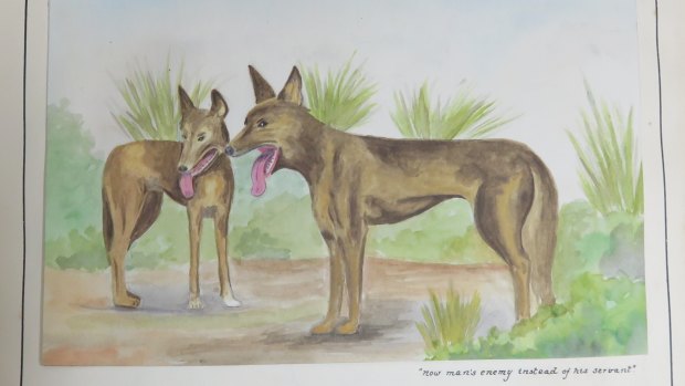 George Jefferis' painting of ACT dingoes in the Jefferis and Whelen Historical Documentation of Canberra, now on the ACT Heritage Register.