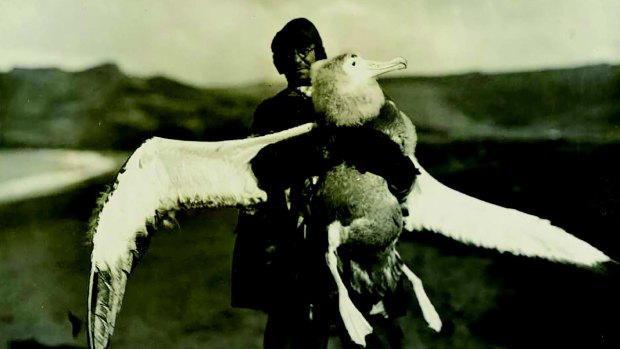 Dr William Ingram, medical officer and biologist, with a young wandering albatross on the Crozet Islands.