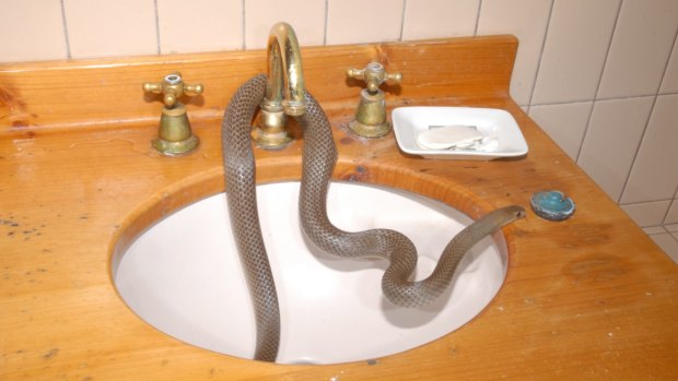 Brown snake found in the bathroom at Oaklands Junction, north of Melbourne.
