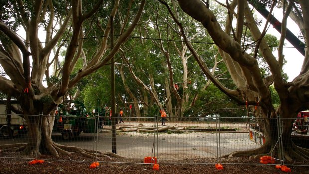 Workers felled trees along Anzac Parade and Alison Road last month.