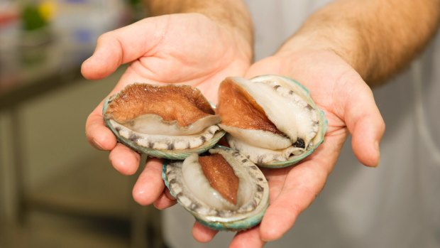 Abalone are a highly sought after delicacy.