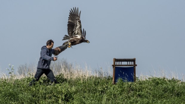 An eagle and its handler from Guard From Above, a security company training eagles to intercept drones in Katwijk, the Netherlands.
