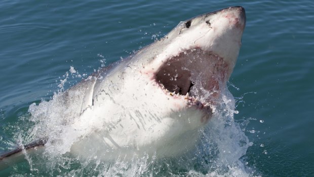 Maneater: NSW has seen a spike in shark attacks in 2015.