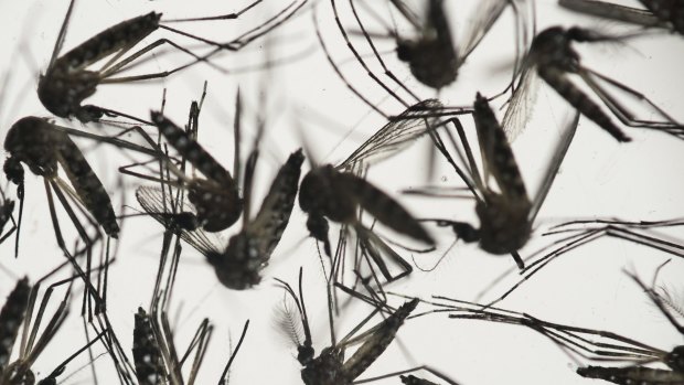 Aedes aegypti mosquitoes, which can carry the Zika virus. 