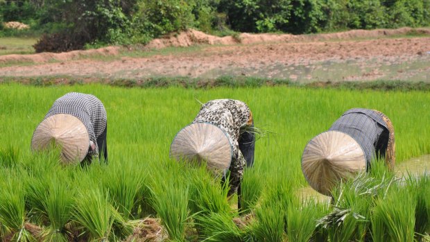 Hard at work: Women tend rice paddies near Angkor Ban.