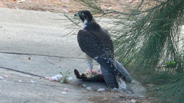 Biff: A Peregrine Falcon dining in Duffy.