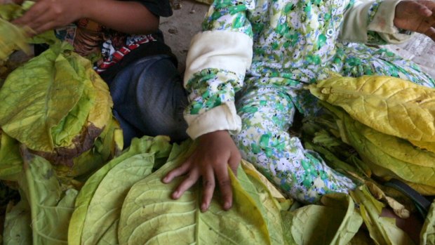 Immersed: Children bundle tobacco leaves to prepare them for curing in Sampang, East Java.