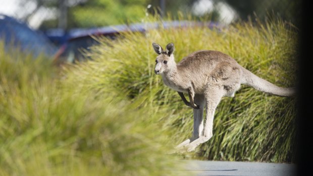 The impact on eastern grey kangaroos at Sippy Downs will be crucial to the success of the Sunshine Coast's Palmview project to house 15,000 residents. 