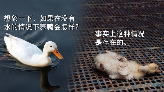 The Animal Liberation campaign is targeting Chinese diners.