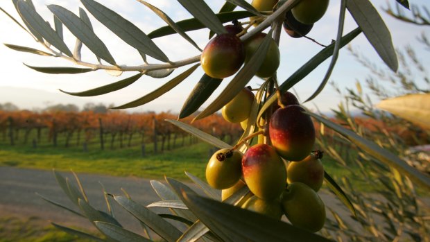 Olives hang from a tree in California, where the bulk of US olive production takes place.