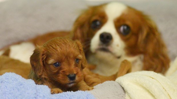 Saved: A fearful king charles spaniel and her puppies have been cleaned up after being rescued from a puppy factory. 