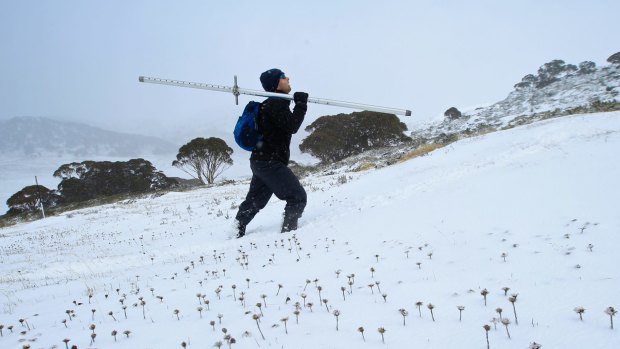 Gerard Rampal, a scientific officer with Snowy Hydro, treks to gauge the snow depth level at Spencers Creek.