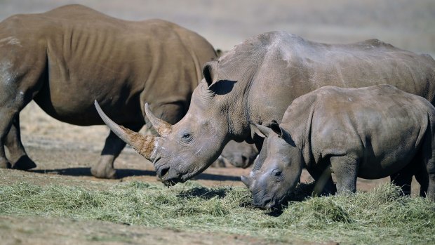 Rhinos in a private reserve in South Africa in 2010.