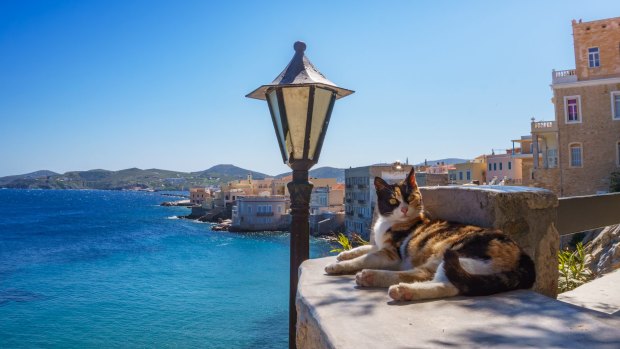 A cat relaxes on the Greek island of Syros.