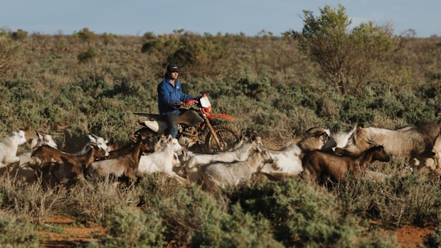 Free-roaming 'rangeland' goat farming in outback NSW: Goat meat beats ...