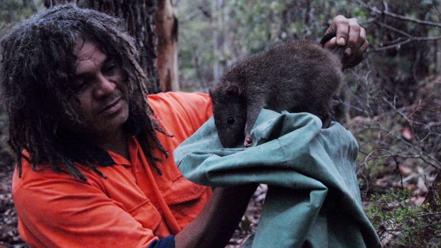 Rare encounter: Ranger Marcus Ferguson holds a long-nosed potoroo.