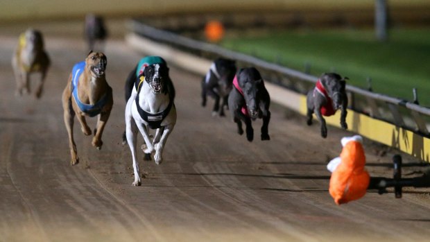 In crisis: The greyhound industry has been rocked by the live baiting scandal.