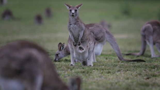 Territory and Municipal Services officials are preparing to shoot 5000 kangaroos in 2015 and 2016.