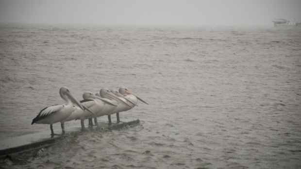 Pelicans huddle on Saturday amid heavy rains and swelling seas in Brisbane.