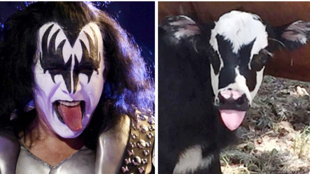 Gene Simmons and the look-alike calf. 