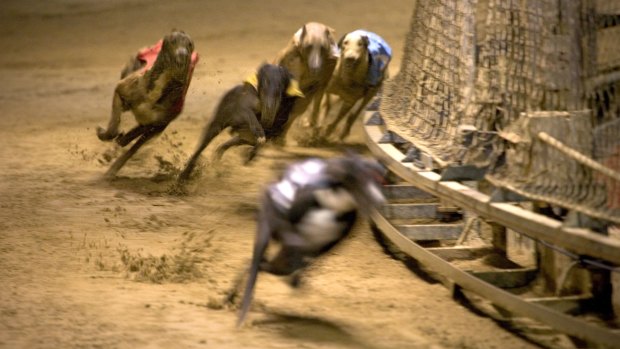Less gone to the dogs: Prize money will be cut for group races in Sydney.