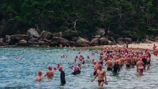 More than 800 swimmers are expected to take the plunge on Australia Day,