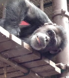 Holly the chimpanzee has emerged as a social media star due to her interest in the ukulele and interactions with staff.